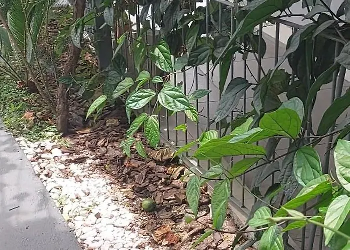 Acomodação com café da manhã  Residencial Pós Cirurgia